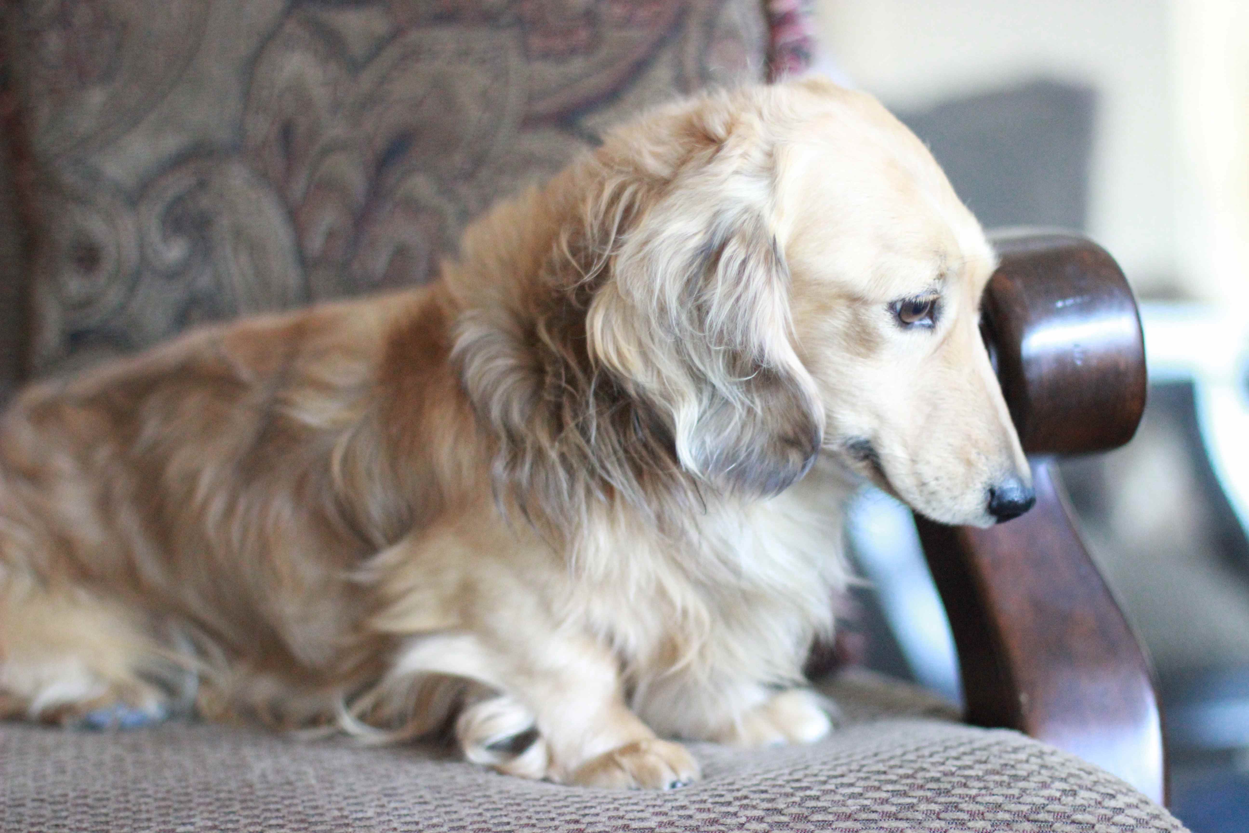 How Much Is A Crown >> Gallery | Crown Dachshunds How Much Is A Crown >> Gallery | Crown Dachshunds
