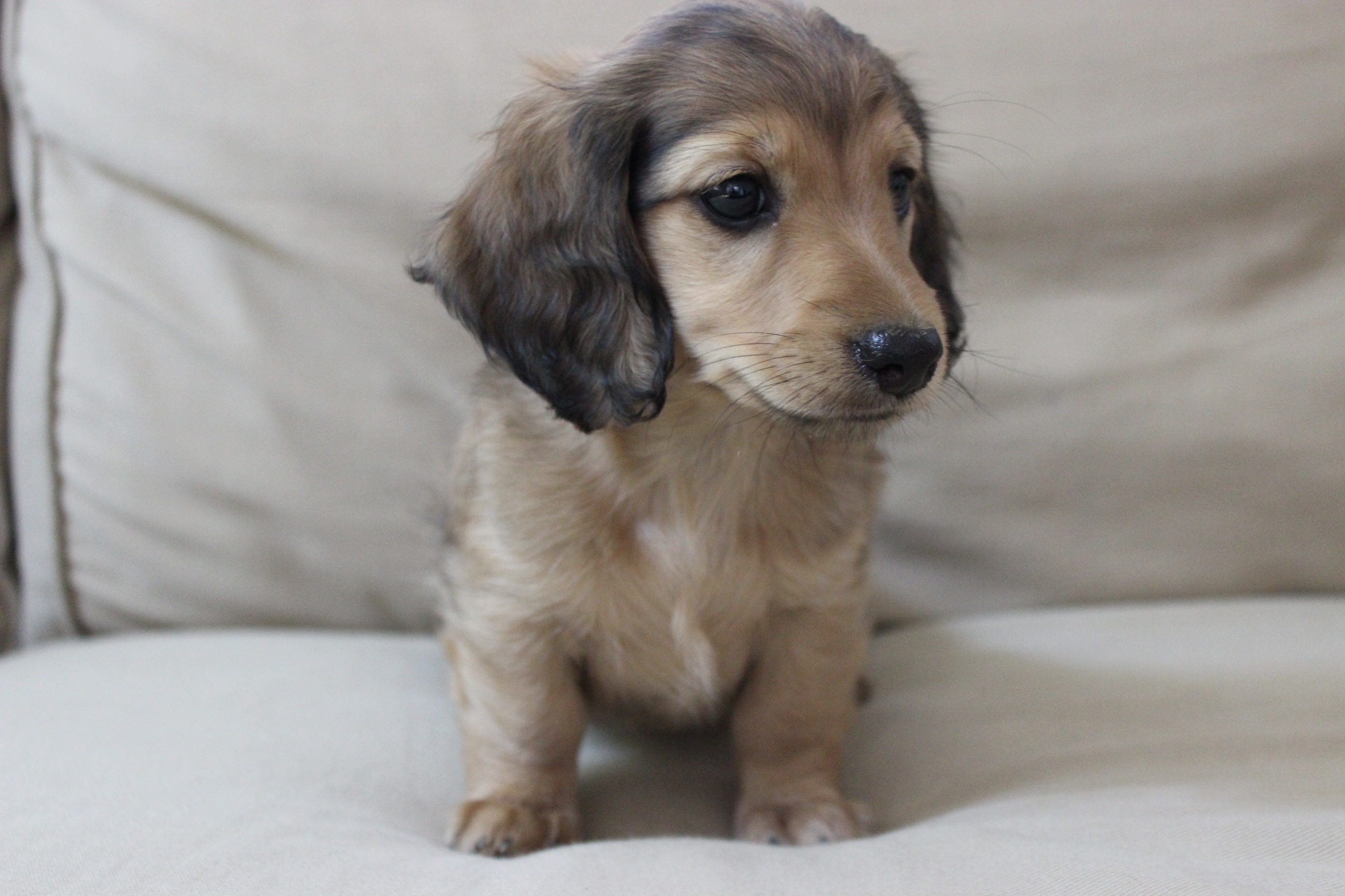 How do you care for English cream dachshund puppies?