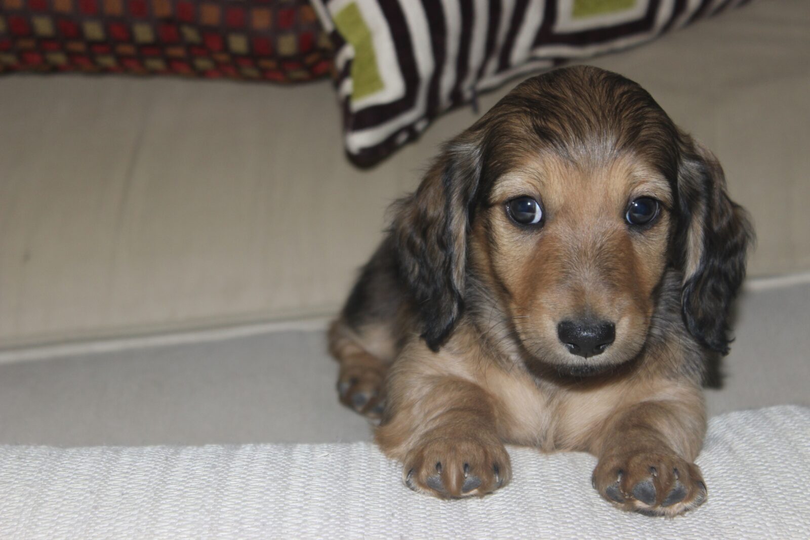 How do you care for English cream dachshund puppies?