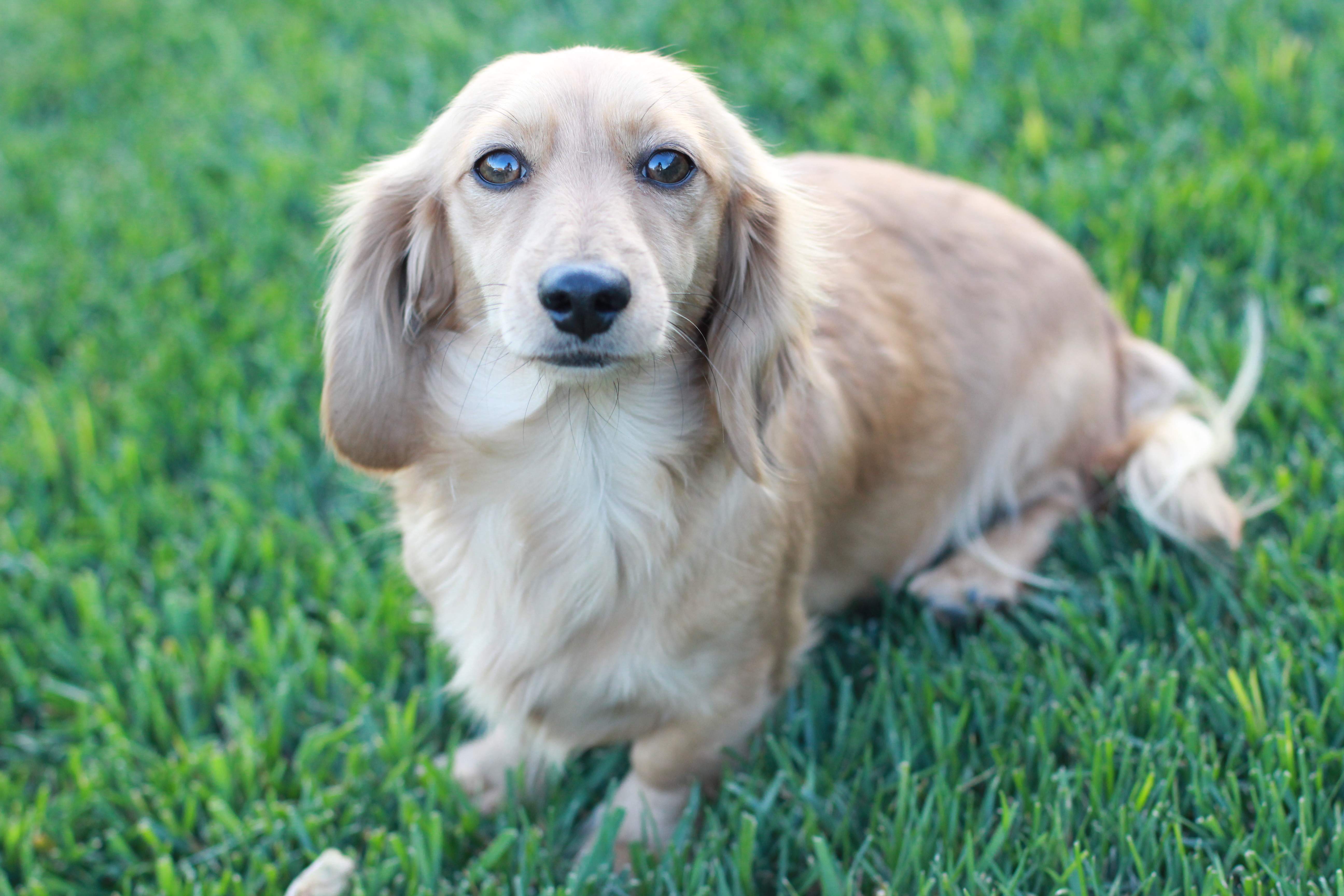 How do you care for English cream dachshund puppies?