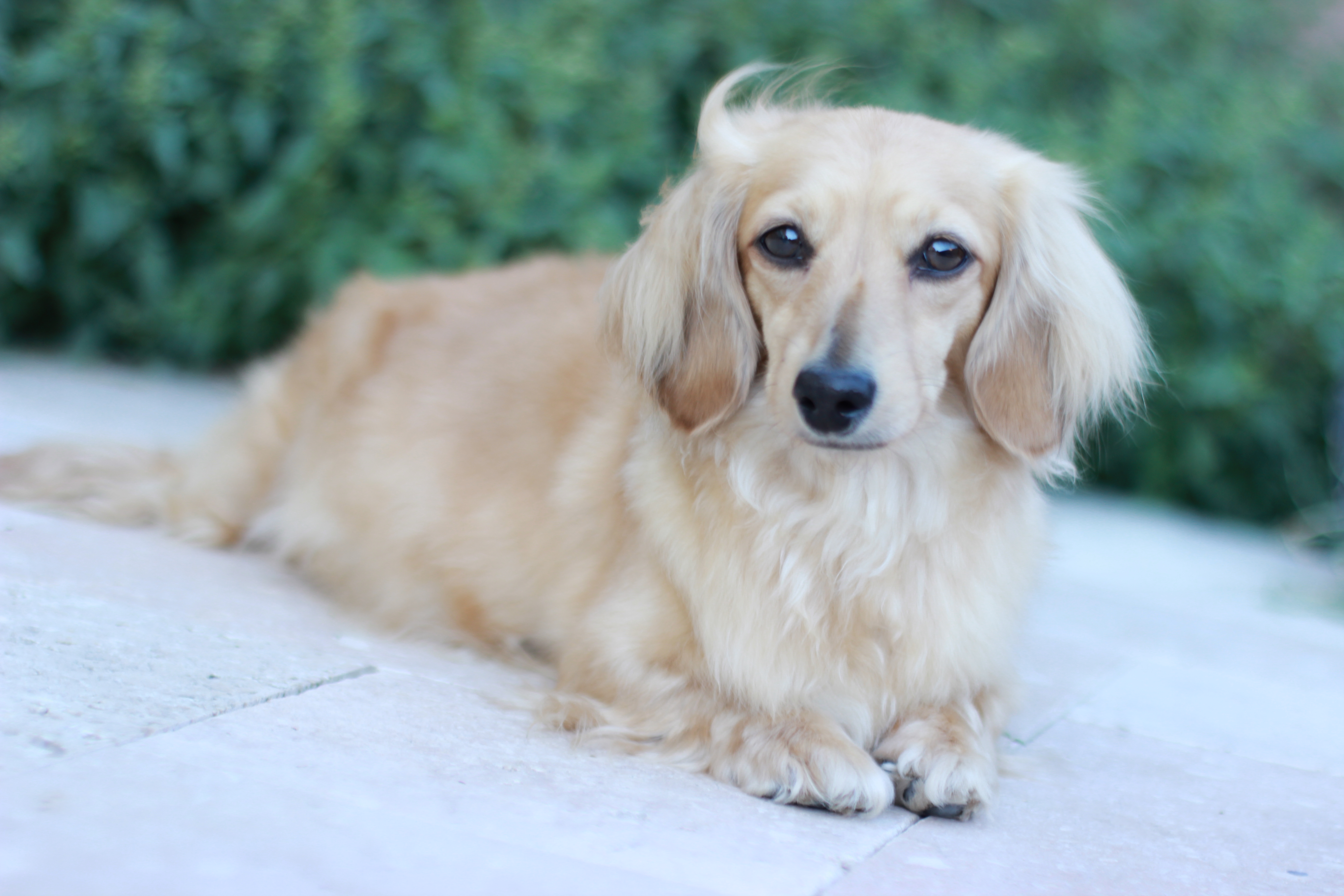 Dams Crown Dachshunds