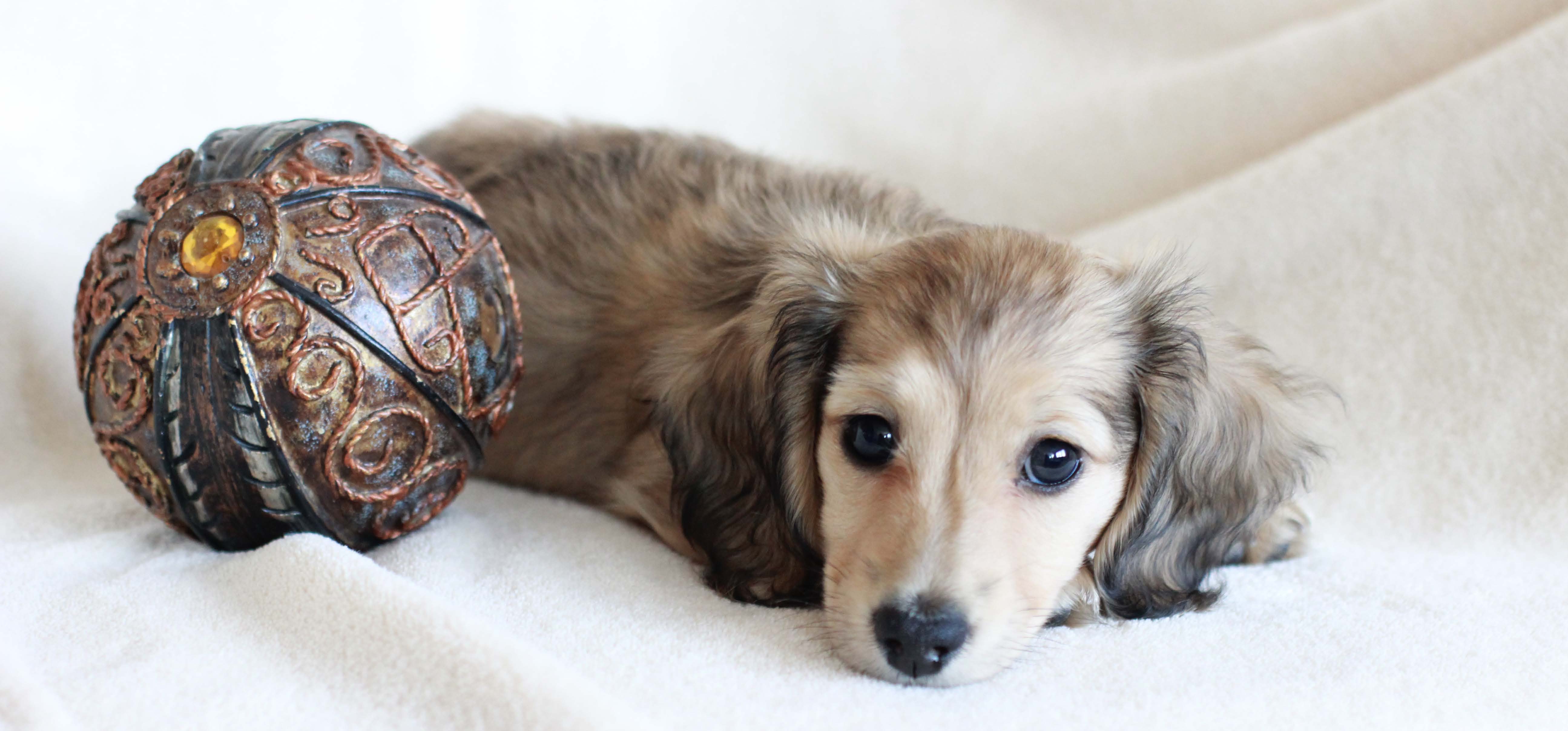 miniature dachshund puppies southern california crown dachshunds miniature dachshund puppies southern california crown dachshunds