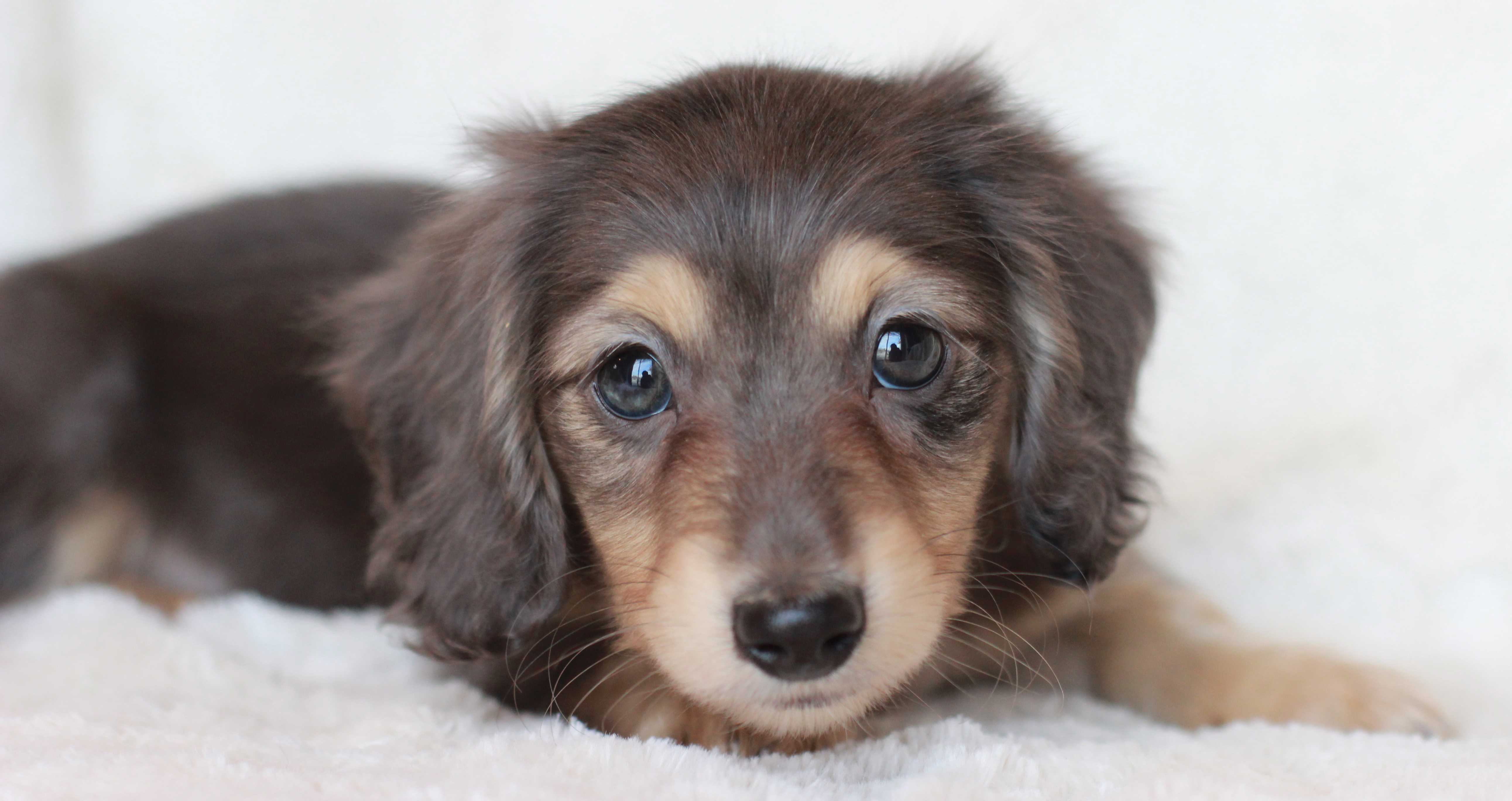miniature dachshund puppies southern california crown dachshunds miniature dachshund puppies southern california crown dachshunds