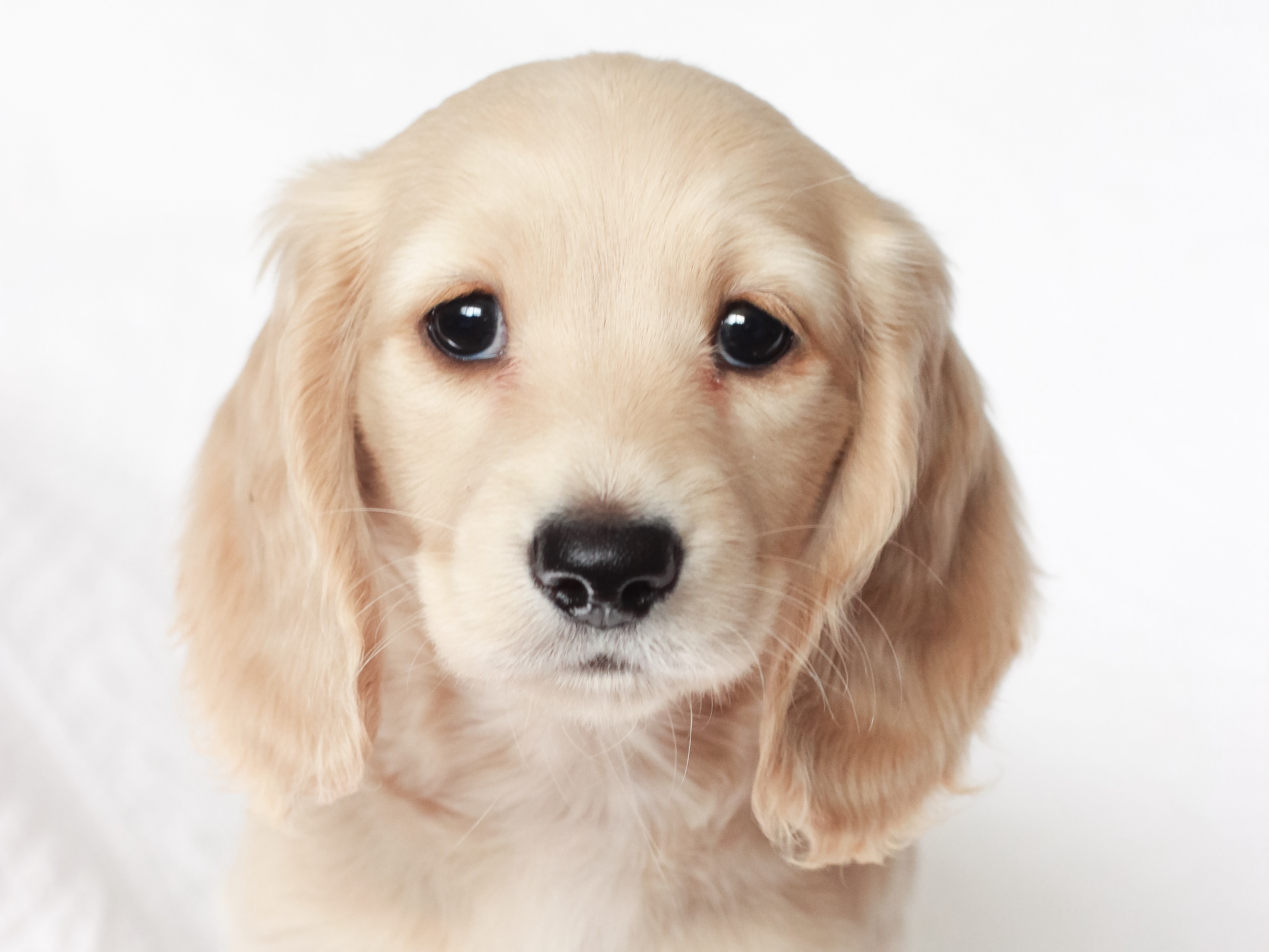 golden retriever puppies riverside ca dachshund puppies riverside ca photo golden retriever puppies riverside ca dachshund puppies riverside ca photo