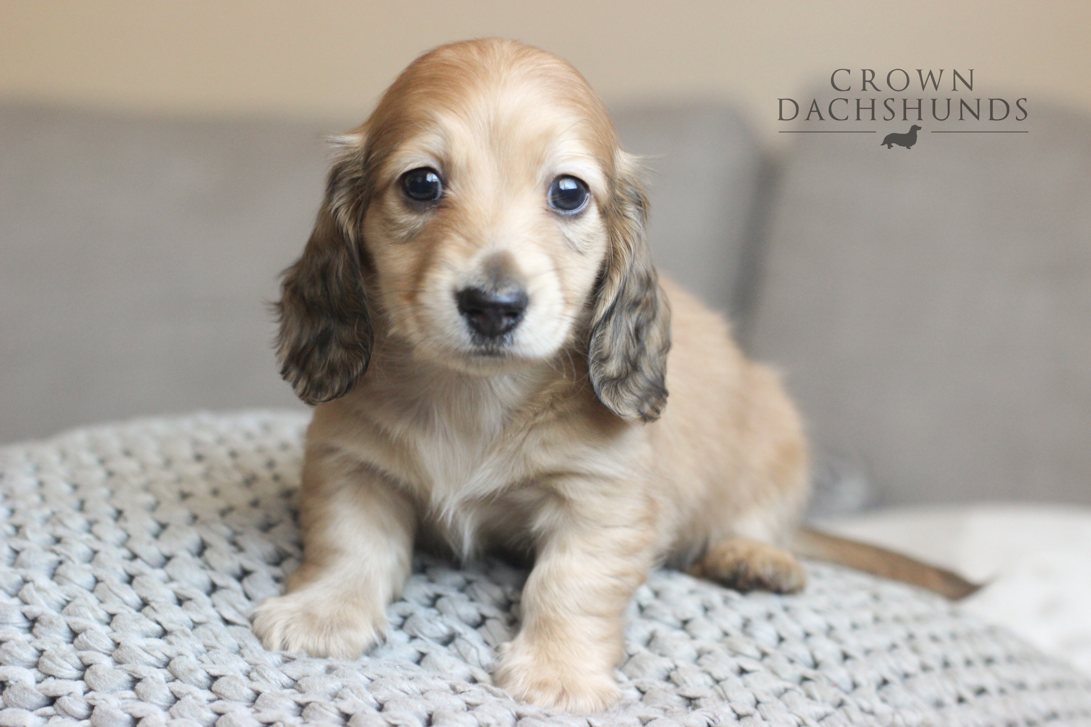 crown dachshund