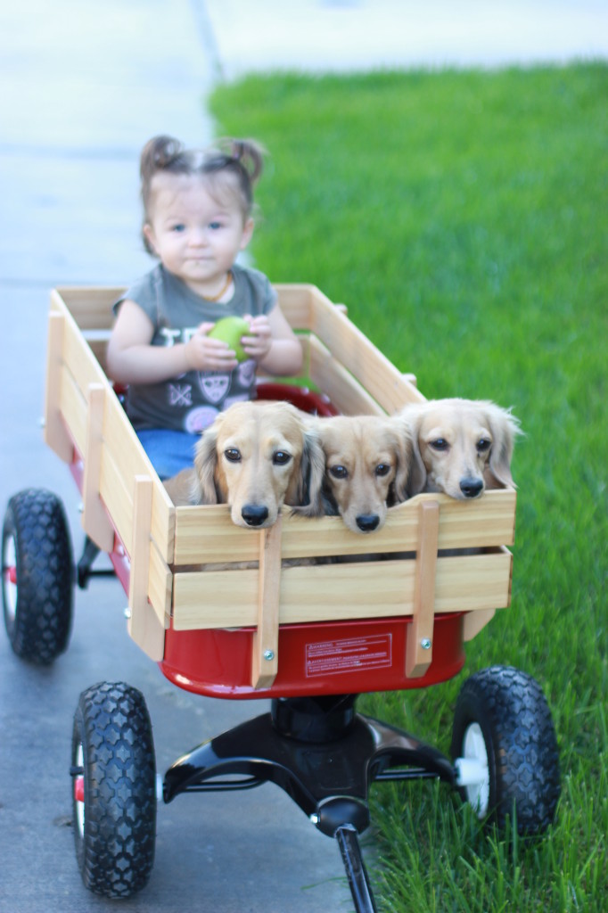 The babies going for a ride :)