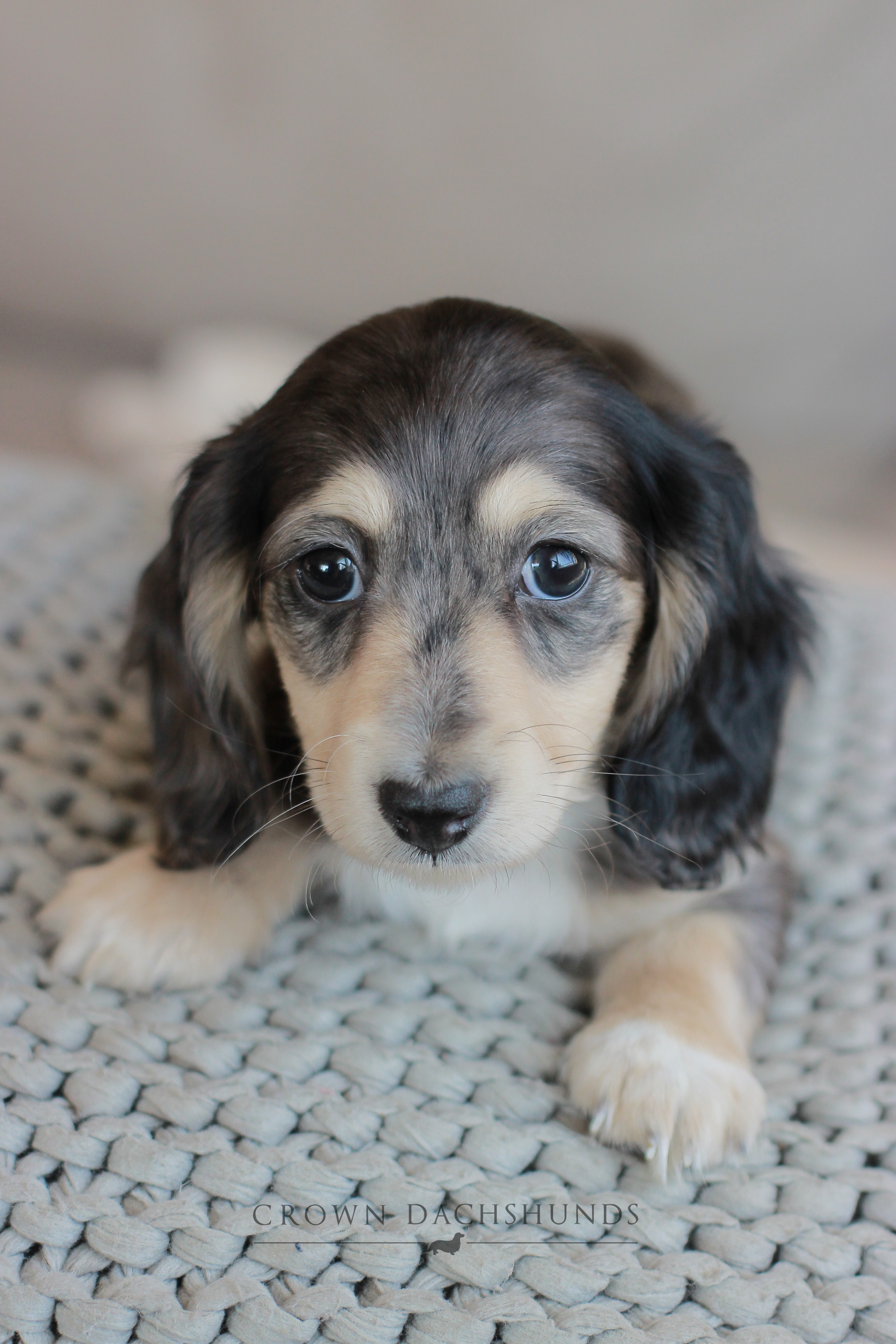 english cream piebald dachshund