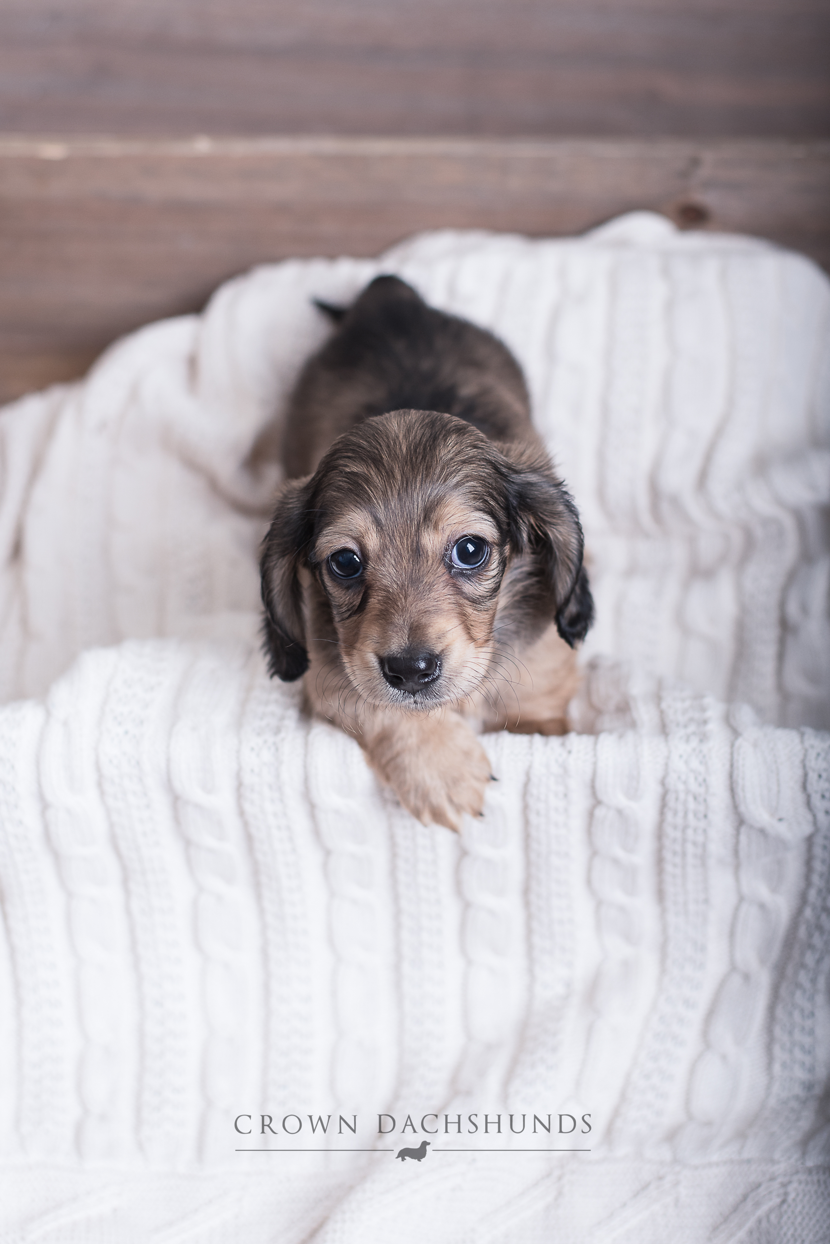 crown dachshund