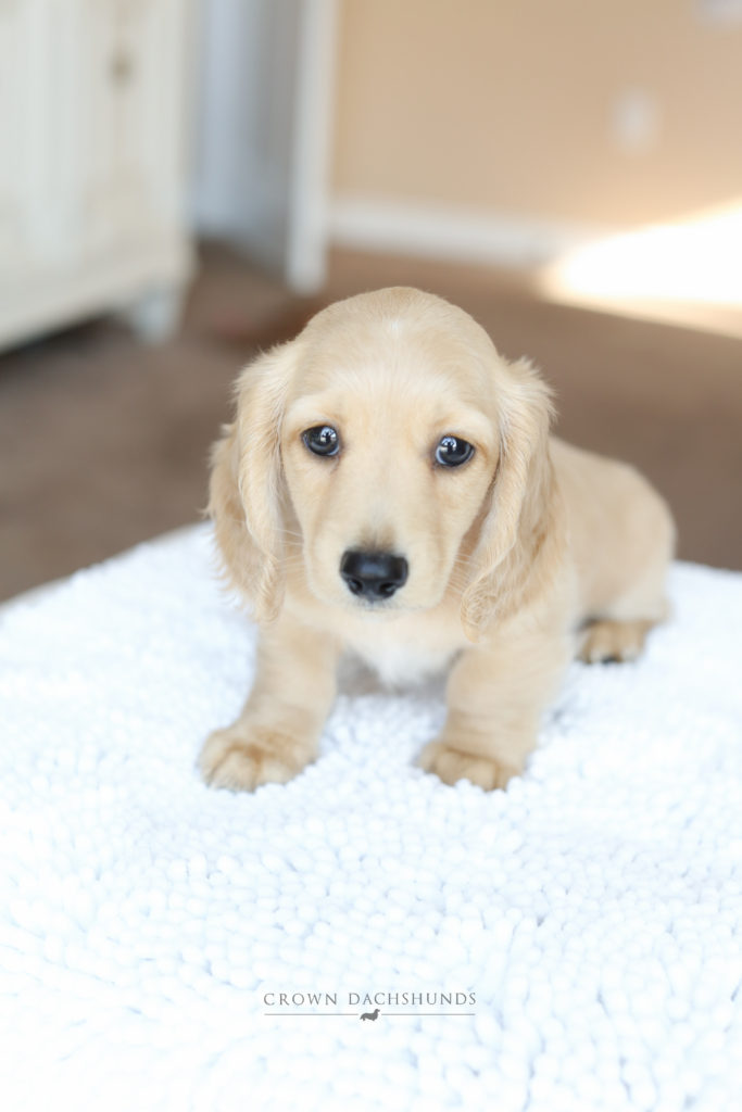 crown dachshund
