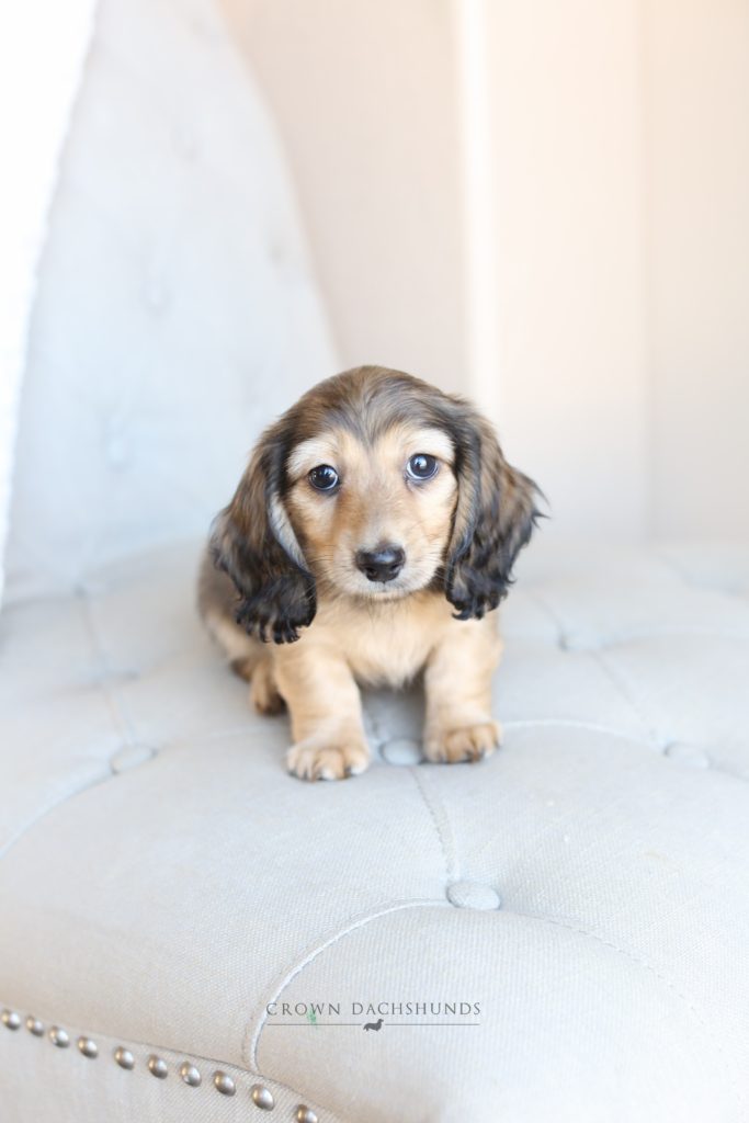 crown dachshund