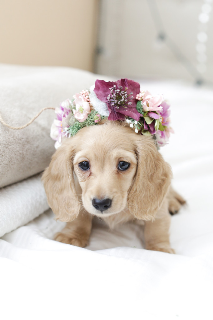 "Mom, do I have to wear this?!" - Elsa 8 weeks