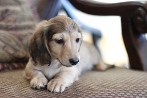 Puppies Crown Dachshunds