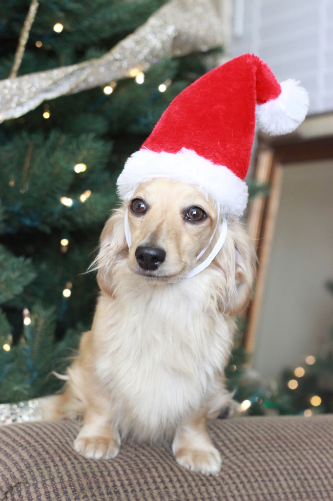 Merry Christmas!