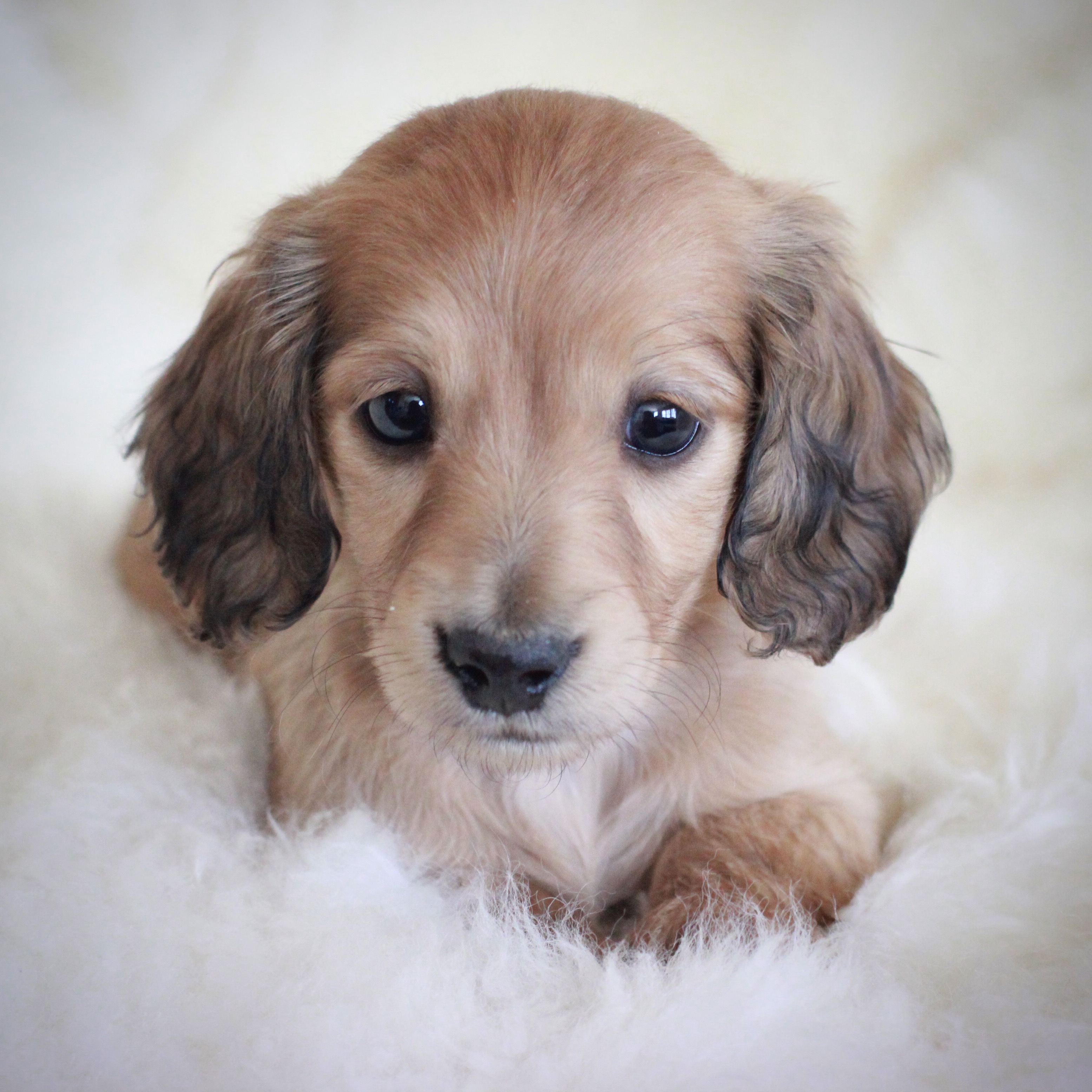 blonde long haired miniature dachshund