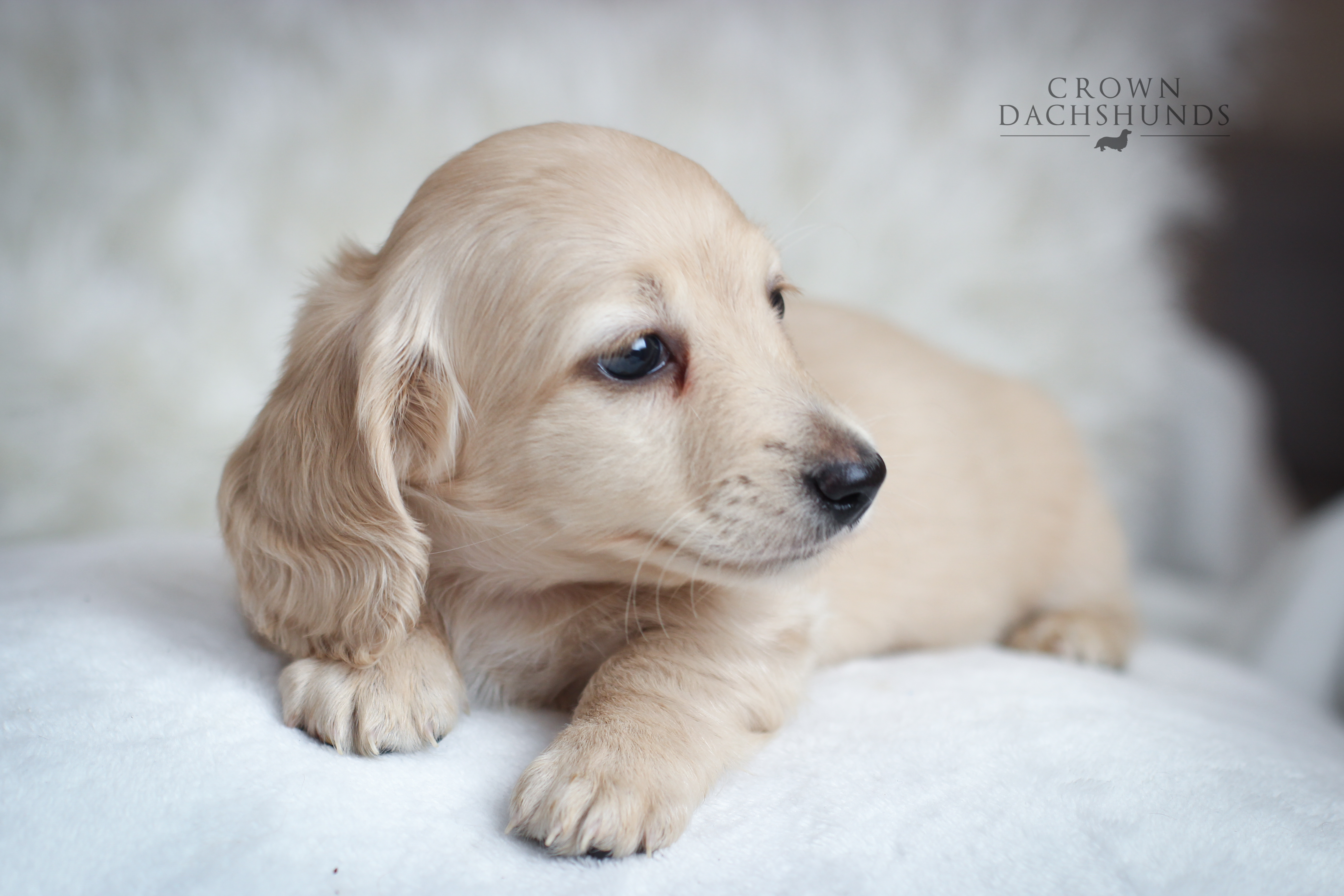 crown dachshund