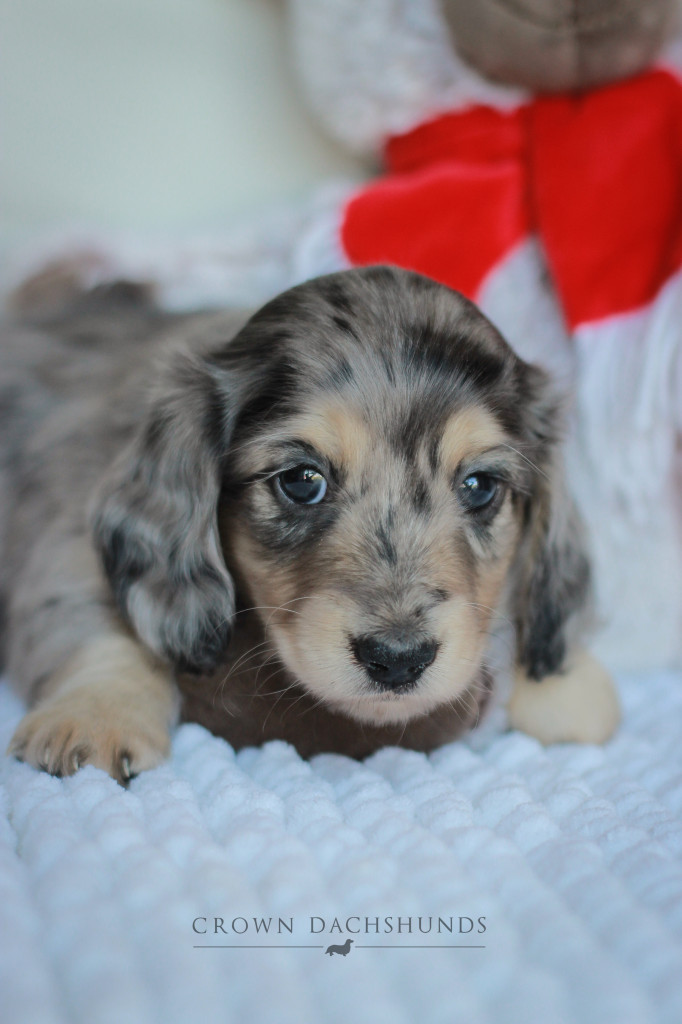 Merry Christmas! from one of Julian's beautiful pups