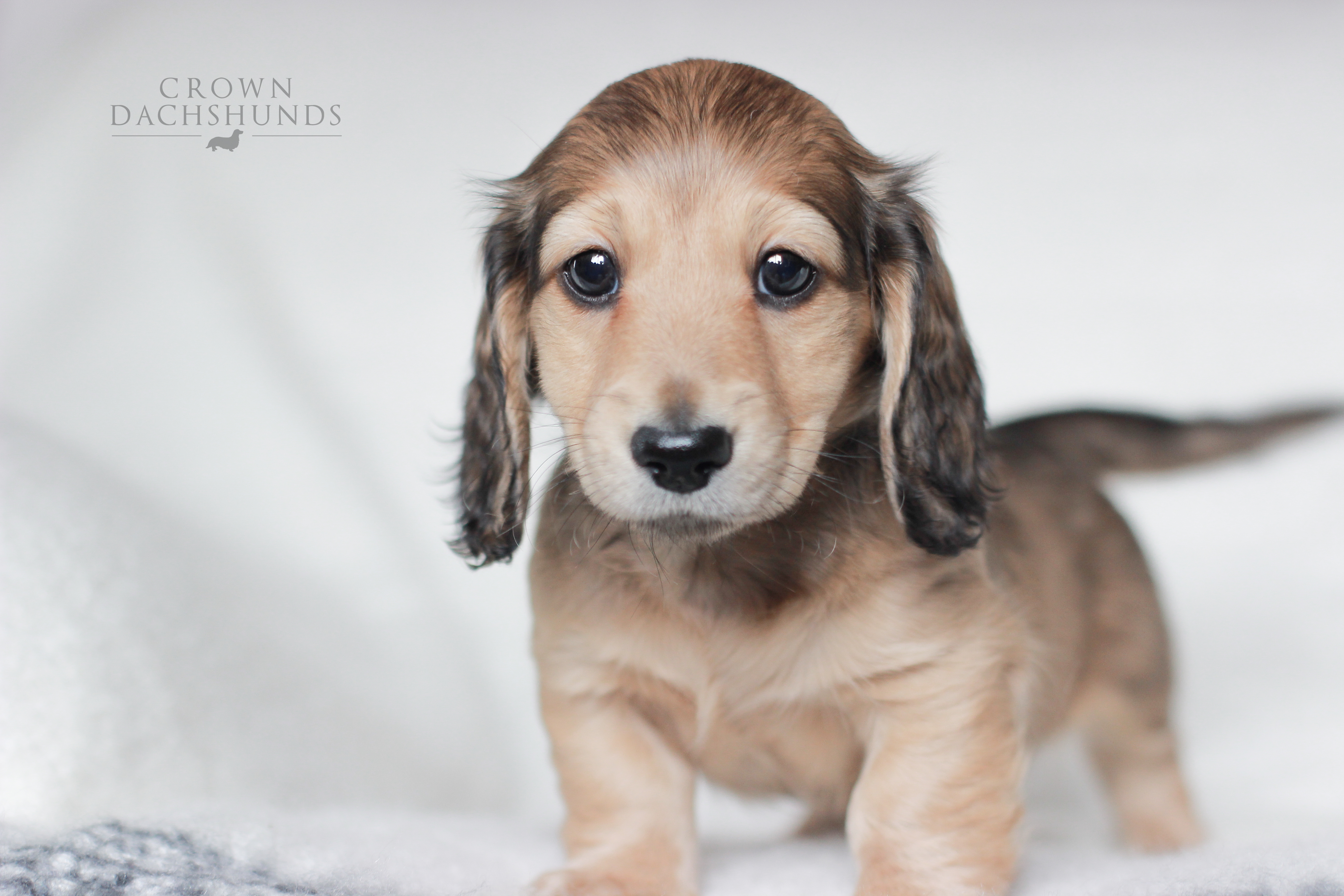 crown dachshund