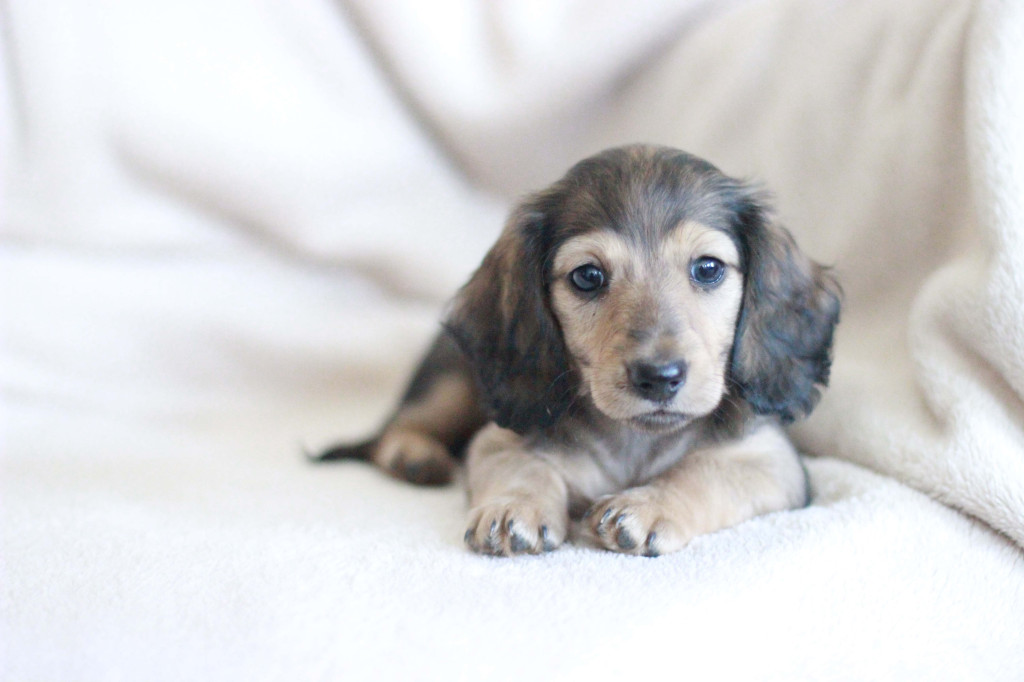 Puppies Crown Dachshunds