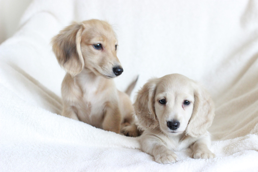 The Gang | Crown Dachshunds