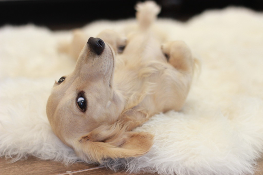 Just another lazy day! Percy waiting for a belly rub