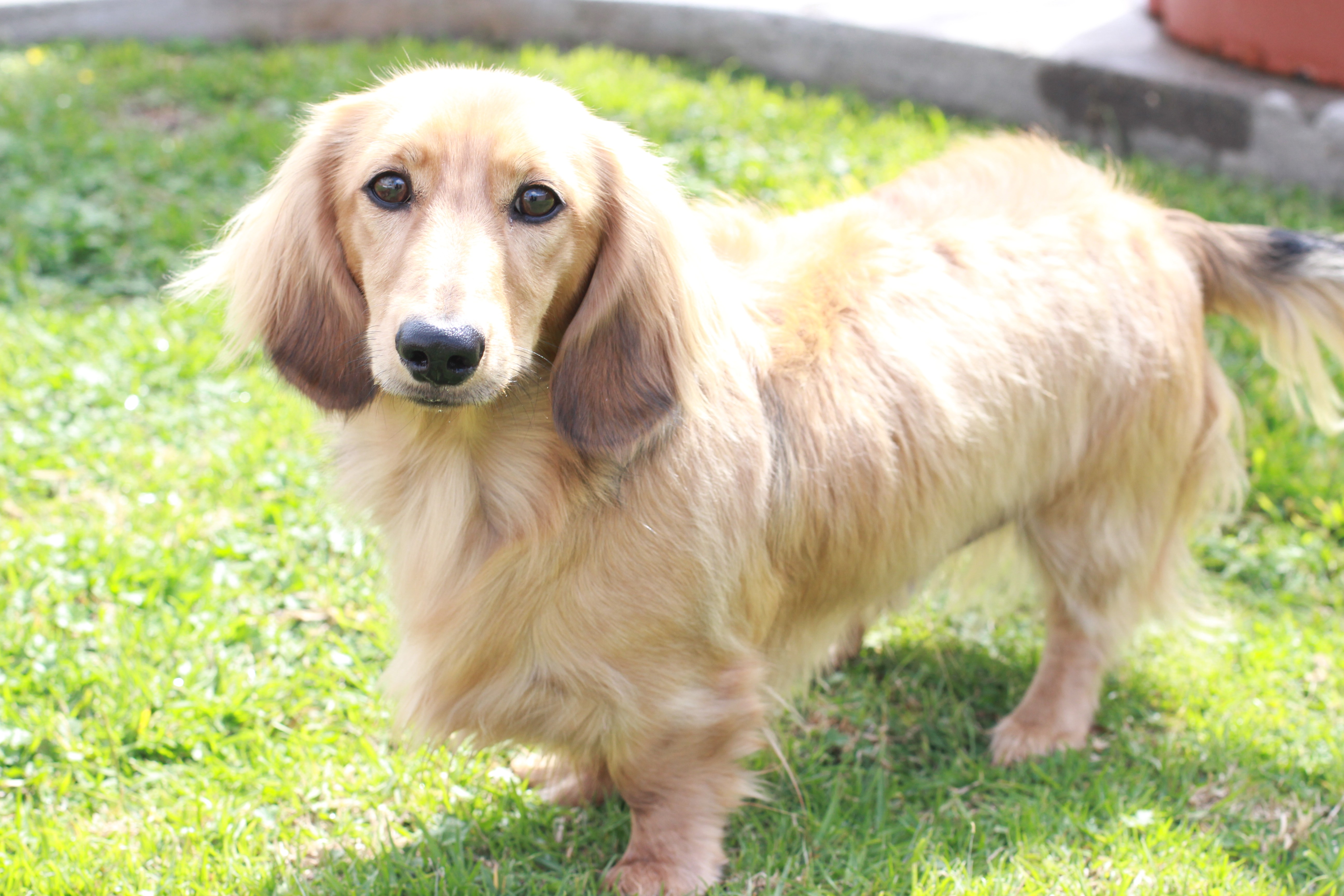 About English Cream Dachshunds | Crown Dachshunds About English Cream Dachshunds | Crown Dachshunds