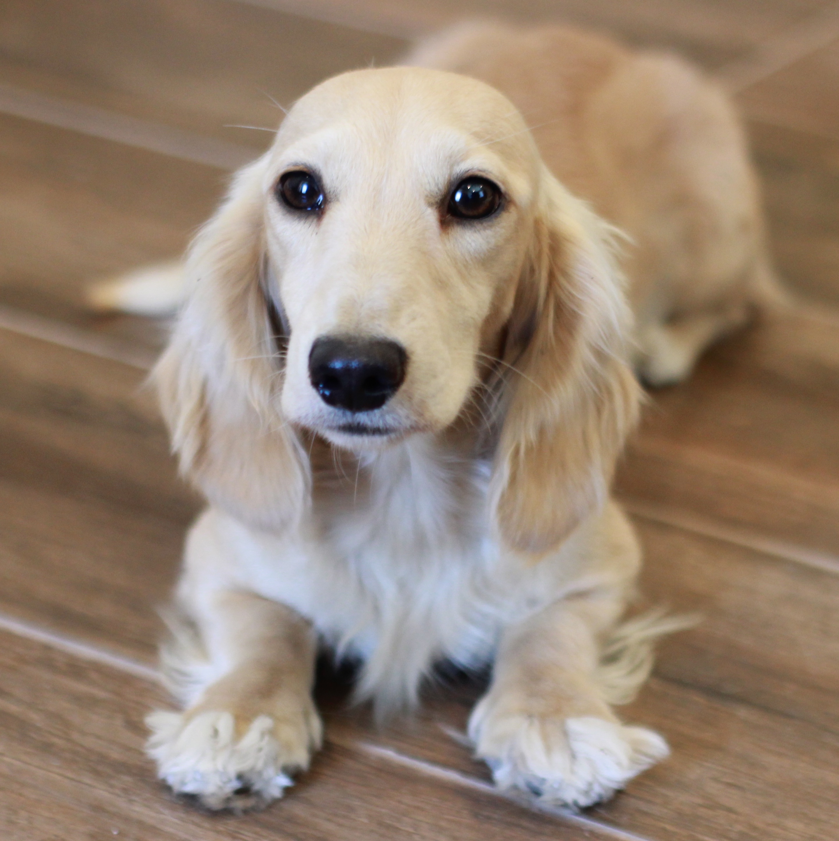 About English Cream Dachshunds Crown Dachshunds