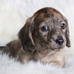 Puppies Crown Dachshunds