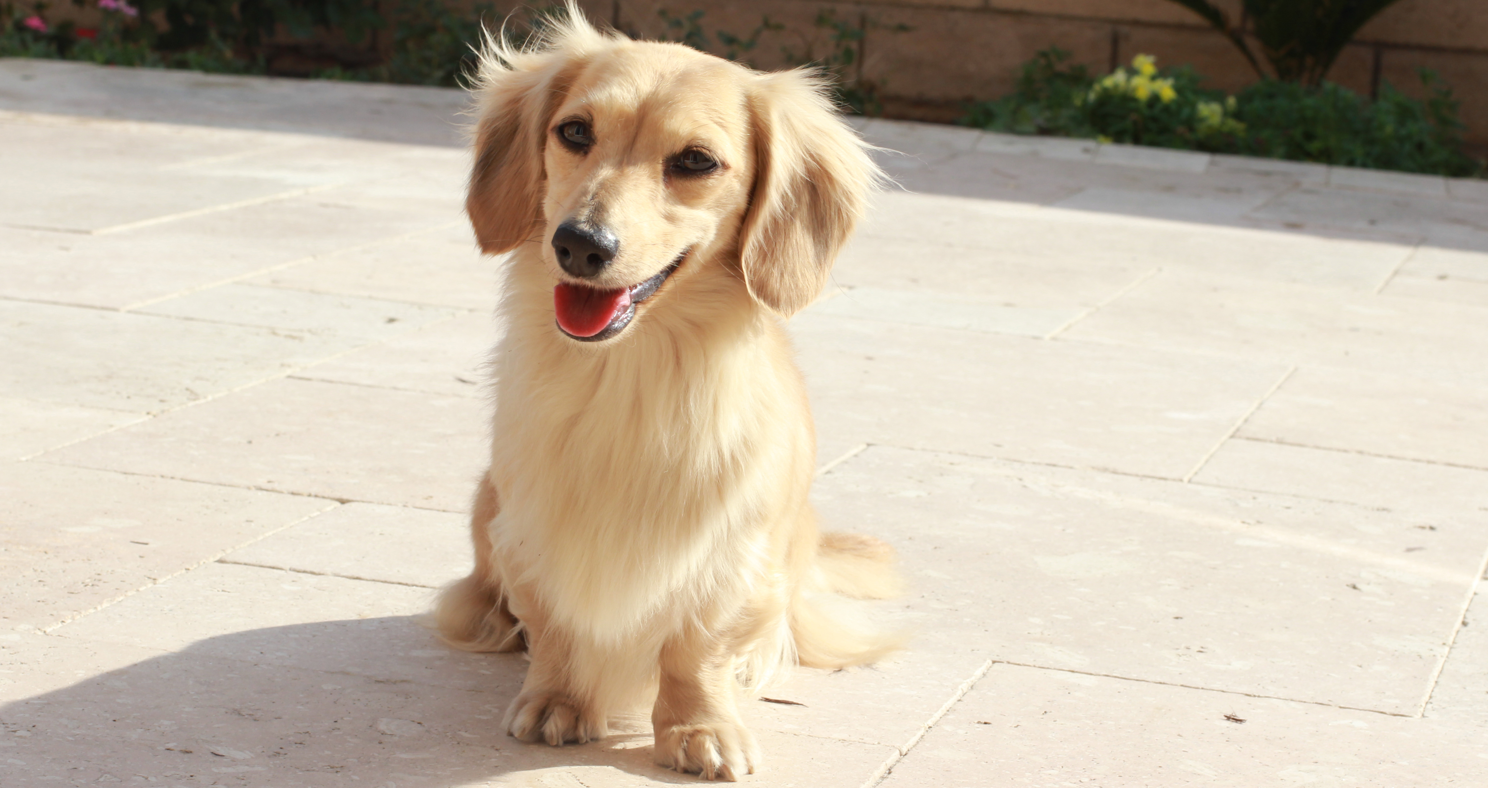 blonde long haired miniature dachshund