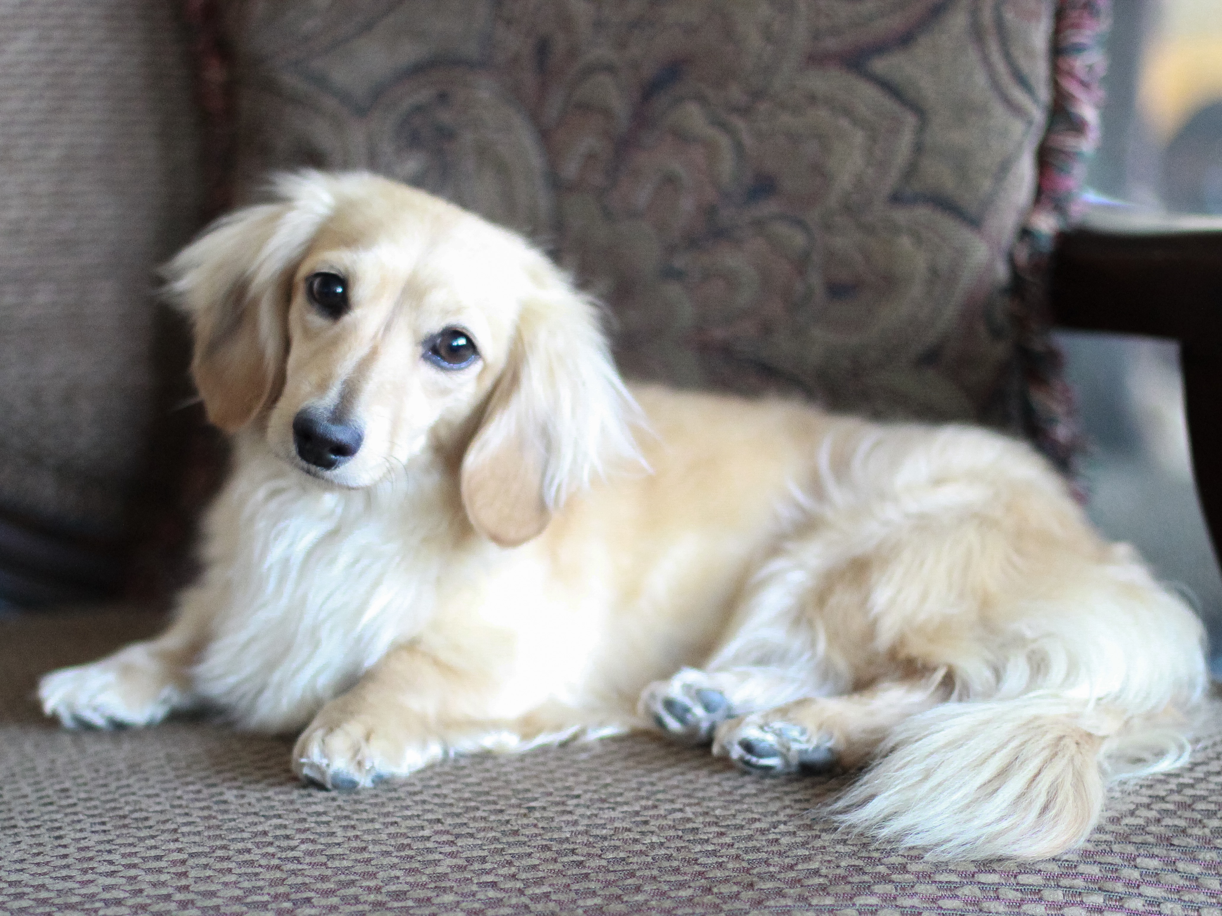 blonde long haired miniature dachshund
