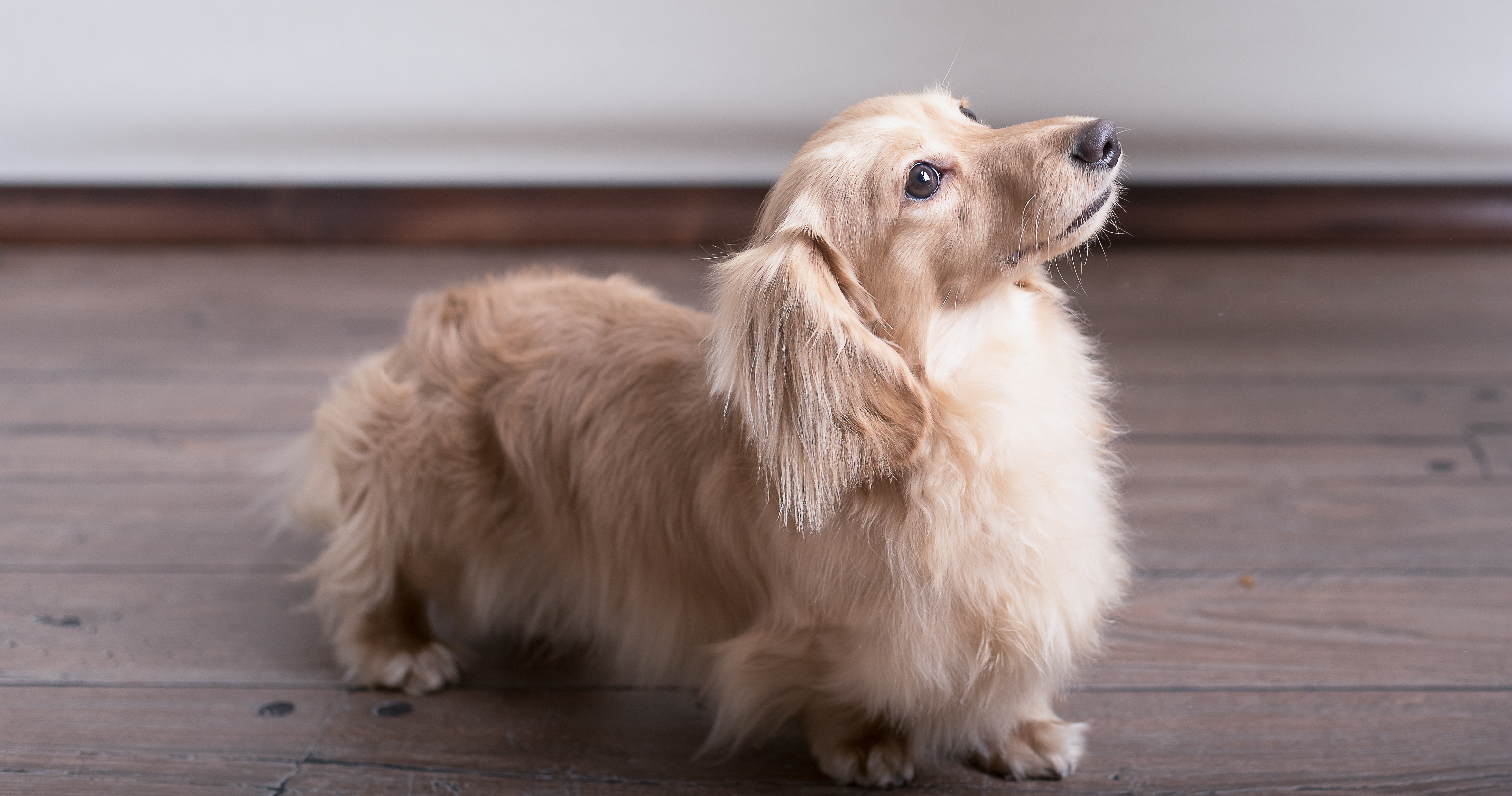 puppy dachshund long hair