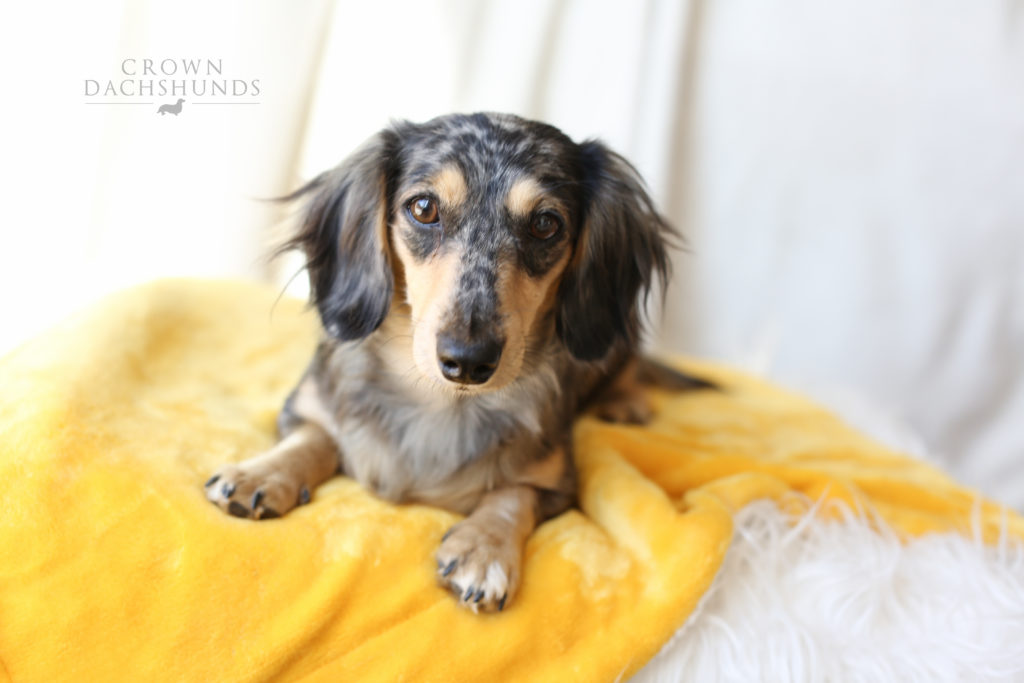 crown dachshund