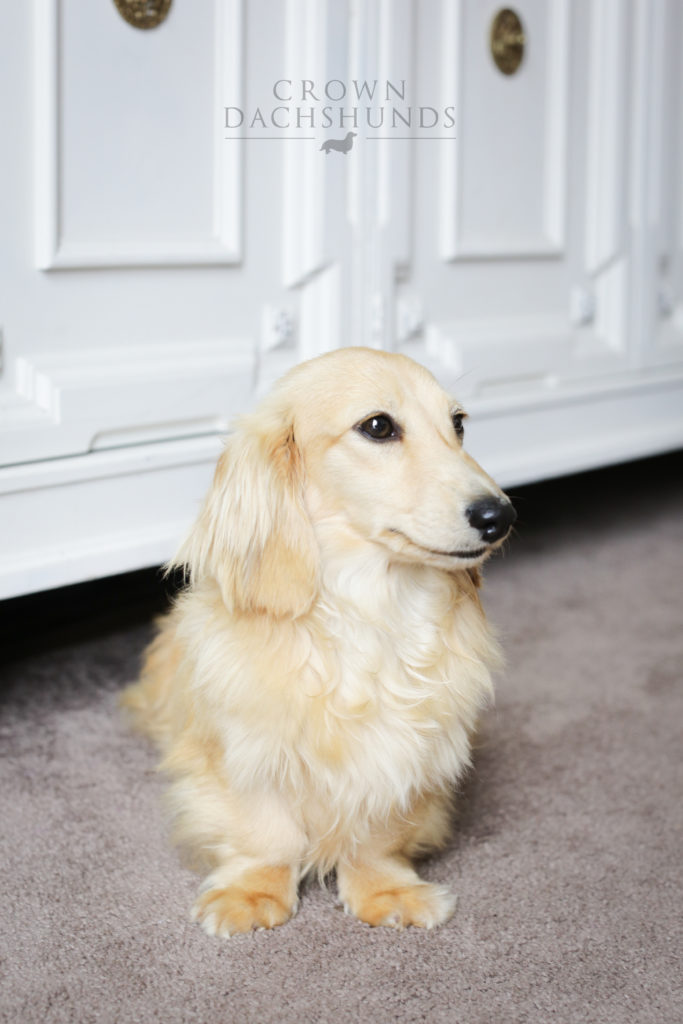 crown dachshund